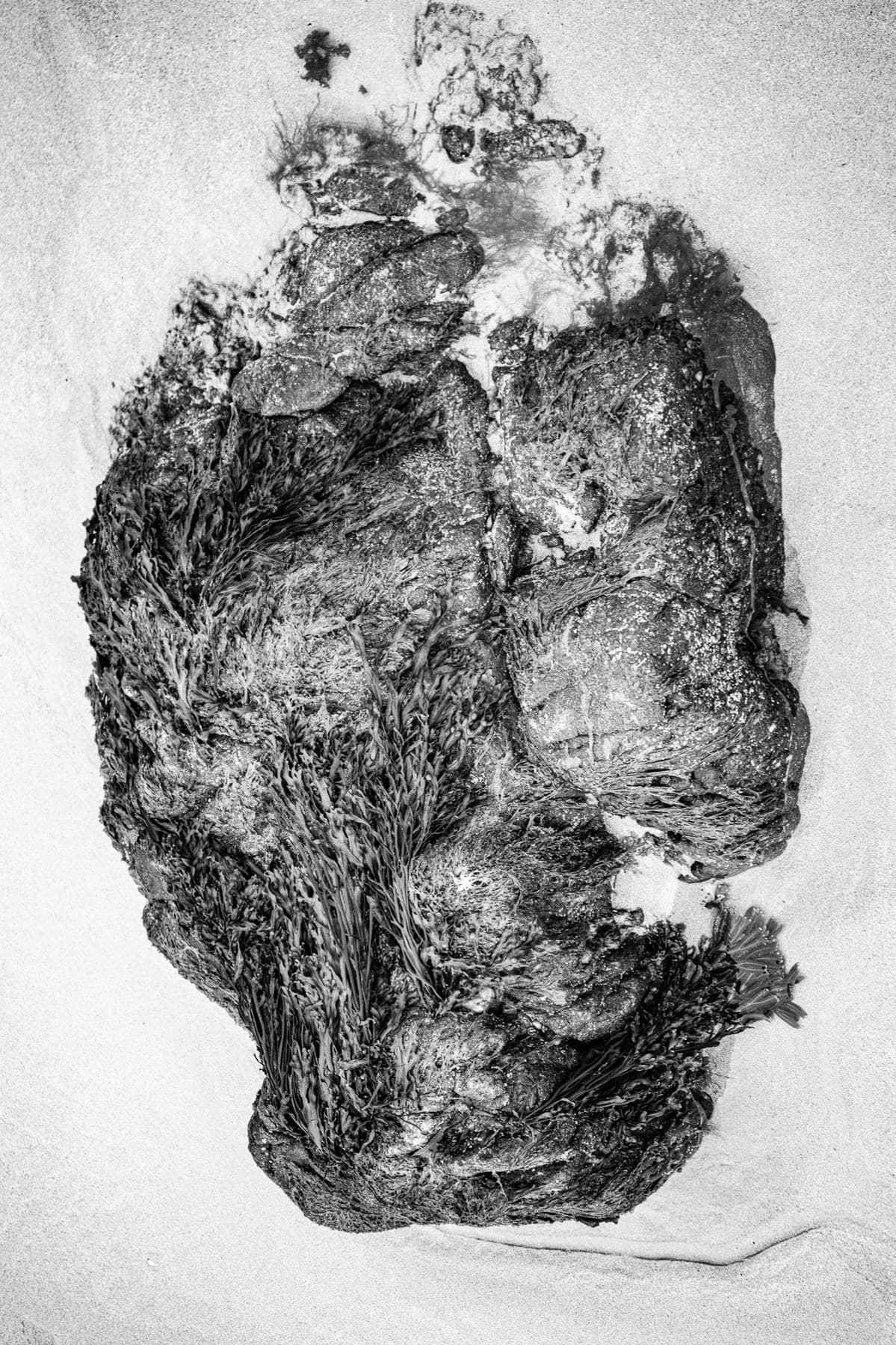 Elemental XI